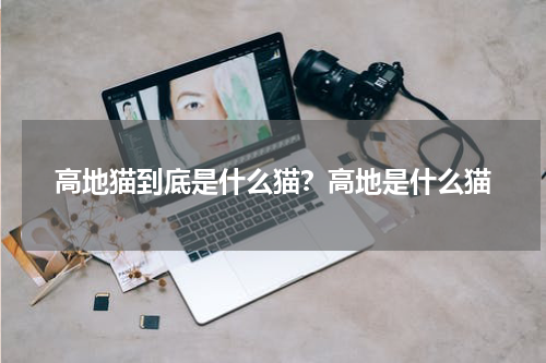高地猫到底是什么猫？高地是什么猫
